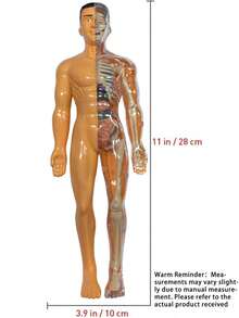 28CM Human Anatomy Model, Skeleton Model For Observing Bones And Movements, Suitable For Scientific Learning And Education - multicolor - View 12