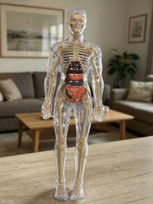 28CM Human Anatomy Model, Skeleton Model For Observing Bones And Movements, Suitable For Scientific Learning And Education - multicolor - View 3