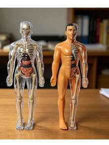 28CM Human Anatomy Model, Skeleton Model For Observing Bones And Movements, Suitable For Scientific Learning And Education - multicolor - View 1