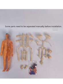 28CM Human Anatomy Model, Skeleton Model For Observing Bones And Movements, Suitable For Scientific Learning And Education - multicolor - View 10