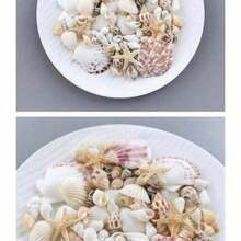 一盒约100个贝壳，适合DIY珠宝制作、鱼缸/浴室家居装饰、派对蜡烛婚礼装饰、手工工艺品，是生日、毕业等场合的最佳礼物。 - 彩色 - 查看 3