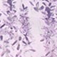 Mauve Purple