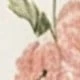 彩色