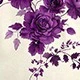 Púrpura malva