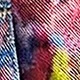 Multicolor
