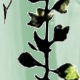 verde menta