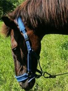 Wear-Resistant Webbing Horse Bridle, Bridle, Equestrian Bridle, Horse Stable Equipment, Horse Walking Leash, Webbing Bridle - Multicolor - View 3