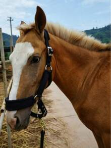 Wear-Resistant Webbing Horse Bridle, Bridle, Equestrian Bridle, Horse Stable Equipment, Horse Walking Leash, Webbing Bridle - Multicolor - View 4