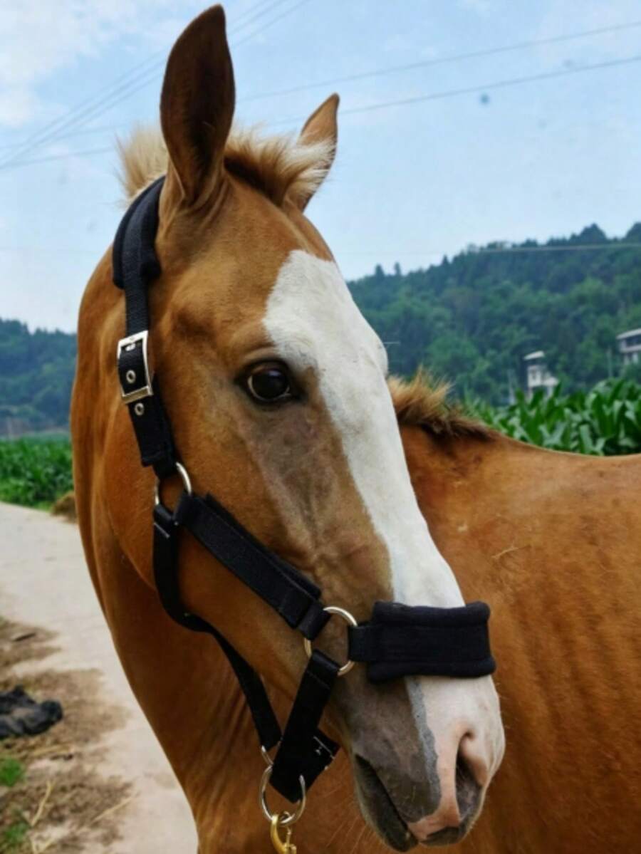 Wear-Resistant Webbing Horse Bridle, Bridle, Equestrian Bridle, Horse Stable Equipment, Horse Walking Leash, Webbing Bridle - Multicolor - View 1
