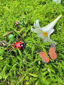 MINKOJA MINKOJA Children's Life Cycle Learning Toys, Butterfly Frog Bee Chicken Plant Growth Stage Simulation Model, Lifelike Figurines And Learning Cards, Entomology, Botany, Zoology Toy Sets, Monarch Butterfly Caterpillar Sets, Early Education Cognitive Toys. - Life Cycle - View 9