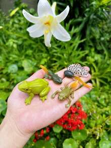 MINKOJA MINKOJA Children's Life Cycle Learning Toys, Butterfly Frog Bee Chicken Plant Growth Stage Simulation Model, Lifelike Figurines And Learning Cards, Entomology, Botany, Zoology Toy Sets, Monarch Butterfly Caterpillar Sets, Early Education Cognitive Toys. - Life Cycle - View 4