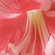 粉色