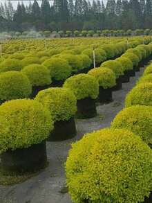 2/4/5入 黑色耐用不織布種植袋 350Gsm 加厚透氣 雙把手 排水孔 重型大容量 可重複使用 馬鈴薯番茄辣椒花卉種植盆 室內外露台花園 春夏園藝 園丁禮物 喬遷必備 - 黑色 - 查看 5