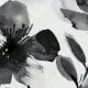 Black and White