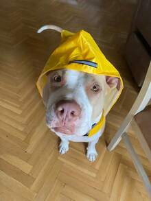 1件装反光大号狗狗雨衣雨披，防水防风带帽，户外宠物外套，带反光条，全天候安全防护，必备狗狗配件 - 彩色 - 查看 4