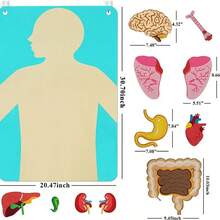 Set de aprendizaje interactivo de anatomía corporal: órganos de fieltro coloridos para niños - Multicolor - Ver 4