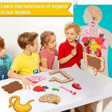 Set de aprendizaje interactivo de anatomía corporal: órganos de fieltro coloridos para niños - Multicolor - Ver 5