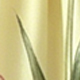 鵝黃色