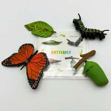 MINKOJA MINKOJA Children's Life Cycle Learning Toys, Butterfly Frog Bee Chicken Plant Growth Stage Simulation Model, Lifelike Figurines And Learning Cards, Entomology, Botany, Zoology Toy Sets, Monarch Butterfly Caterpillar Sets, Early Education Cognitive Toys. - Life Cycle - View 12
