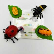 MINKOJA MINKOJA Children's Life Cycle Learning Toys, Butterfly Frog Bee Chicken Plant Growth Stage Simulation Model, Lifelike Figurines And Learning Cards, Entomology, Botany, Zoology Toy Sets, Monarch Butterfly Caterpillar Sets, Early Education Cognitive Toys. - Life Cycle - View 16