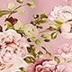 Rose bonbon