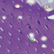 Morado