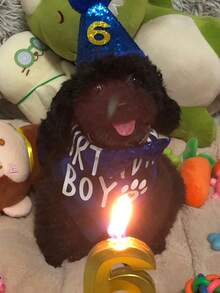 4件套标语图案宠物头巾、帽子和蝴蝶结套装，适合狗狗和猫咪生日派对 - 彩色 - 查看 2
