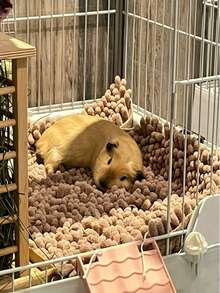 Alas Penghangat Hewan Peliharaan Kecil Hamster Guinea Pig Berwarna Polos, Tebal, Anti Selip, Sangat Menyerap, Alas Multifungsi untuk Hewan Peliharaan Kecil, Cocok untuk Semua Musim (Tidak Dapat Dicuci dengan Mesin) - MultiWarna - View 4