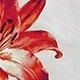 紅色