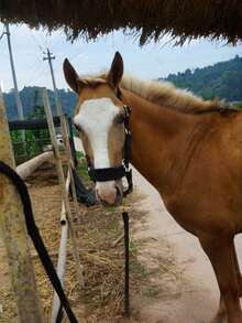 1pc Soft Skin-Friendly & Wear-Resistant Webbing Horse Bridle – Gentle Non-Harm Equestrian Bridle For Horse Comfort, Horse Stable Equipment With Walking Leash, Lightweight All-Purpose Webbing Bridle For Trail, Training & Daily Use - Multicolor - View 5
