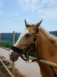 1pc Soft Skin-Friendly & Wear-Resistant Webbing Horse Bridle – Gentle Non-Harm Equestrian Bridle For Horse Comfort, Horse Stable Equipment With Walking Leash, Lightweight All-Purpose Webbing Bridle For Trail, Training & Daily Use - Multicolor - View 2