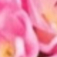 彩色