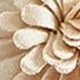 Apricot 1