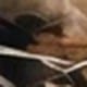 Multicolor