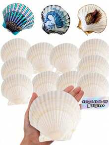 5/10/20PCS Natural Large Shells Set Ocean Sea Shell Craft DIY Painting Jewelry Making Home Decor Photo Prop Wedding Decoration Gift Beach Summer Nautical Coastal Theme Art Supplies Home Ornamental Accessories - shell - View 1