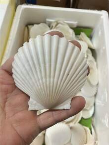 5/10/20PCS Natural Large Shells Set Ocean Sea Shell Craft DIY Painting Jewelry Making Home Decor Photo Prop Wedding Decoration Gift Beach Summer Nautical Coastal Theme Art Supplies Home Ornamental Accessories - shell - View 11