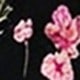màu đen