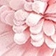 Pink 1