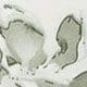綠色