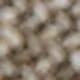 Black oat