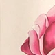Nhiều màu