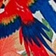 彩色