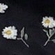彩色