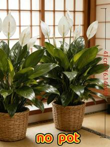1件高品質大型人造白鶴芋/白鶴花假植栽，白色花朵與綠葉，免維護，適合室內/室外家居、飯店裝飾、花園、復活節、聖誕節、感恩節（不含花瓶） - 彩色 - 查看 10