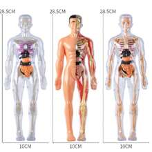 Human Organ Educational Model Human Organ Model Medical Decoration Christmas Gift Medical Model Home Decoration - Human Organ Textbook Model - View 3