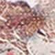 White screen printing safflower