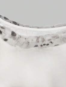 GlowEve CURVE 大尺碼女款夏季法式極簡性感短袖修身顯瘦豹紋印花蝴蝶結溫柔時尚百搭T恤 - 白色 - 查看 3