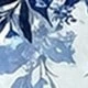 Blue and White