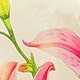 彩色