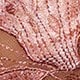 Rosa coral
